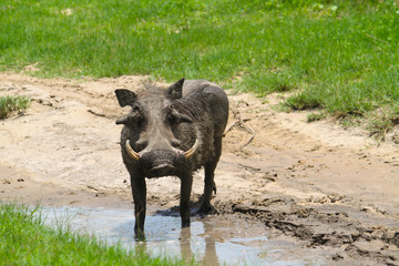 African Pig in Mud-pool in Okavango Delta