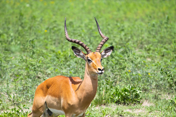 Male Impala in Okavango Delta, Botswana