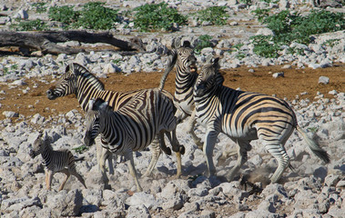 Fototapeta na wymiar Female Zebra defending Zebra baby