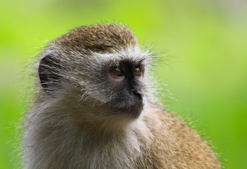 Small Malbrouck monkey in close-up