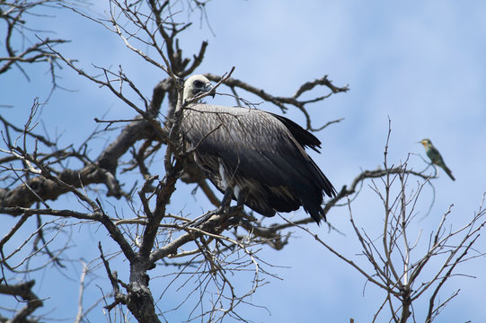 African Vulture scouting in a tree