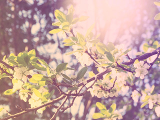 Obraz na płótnie Canvas spring background of flowering tree and leaves