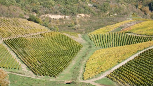 a beautiful vineyard of Greco di Tufo wine, an excellent Italian white wine DOCG, Avellino, Benevento, Campania, Italy, Europe