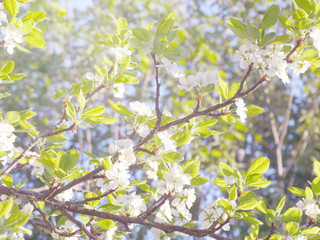 spring background of flowering tree and leaves