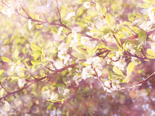 spring background of flowering tree and leaves