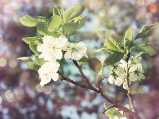 spring background of flowering tree and leaves