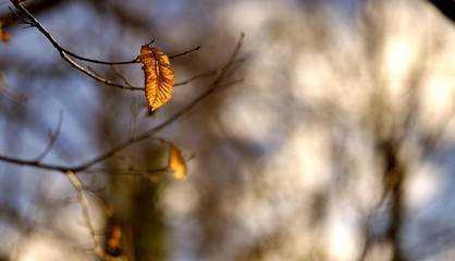 Feuille morte automne orange - nature for&ecirc;t 