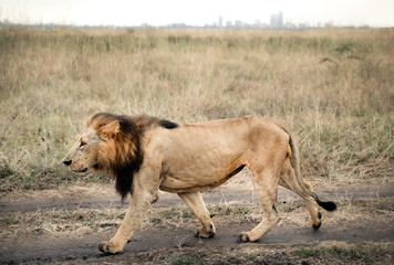 Fototapeta na wymiar big lion walking on dirt street in nairobi national park
