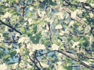 spring background of flowering tree and leaves
