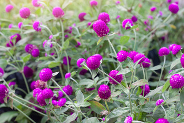 Purple Globe Amaranth or Bachelor Button flower bloom with sunlight in the garden on blur nature background.