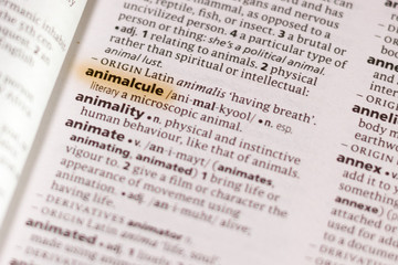 The word or phrase Animalcule in a dictionary.