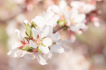 Fototapeta premium Beautiful pinkish flowers blossoming in the garden on a sunny day