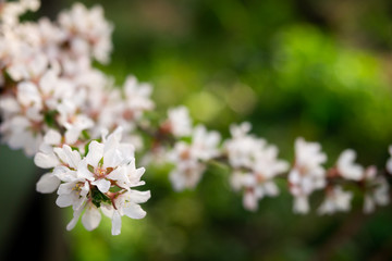 Twig with pink spring flowers against green background close up