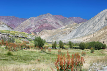 Quinoa plants and colorful mountains along the Markha Valley trek, Ladakh region, India - obrazy, fototapety, plakaty