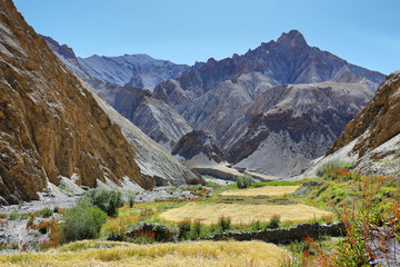 Wheat fields and dry mountains along the Markha Valley trek, Ladakh region, India - obrazy, fototapety, plakaty