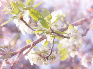 spring background of flowering tree and leaves