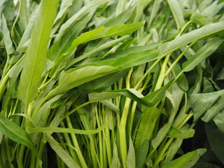 Close up Fresh Water spinach or Fresh morning glory, Vegetable concept.