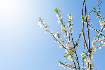 Cherry plum twigs covered with flowers and fresh green leaves against sunny blue sky