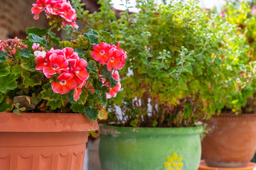 Fototapeta na wymiar A Pink Petunia and other potted flowers