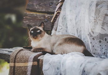 Siamese cat lies on a plaid on a bench
