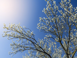 Plum tree covered with white flowers on a clear sunny day in spring