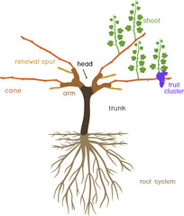 Grape pruning scheme: cane pruned. General view of grape vine plant with root system isolated on white background in dormant and growing season