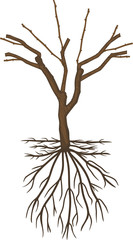 General view of grape vine plant in dormant season isolated on white background