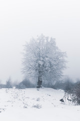 Frozen trees and shrubs in the forest