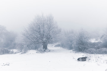 Frozen trees and shrubs in the forest