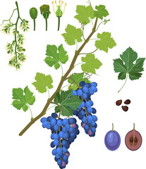 Parts of plant. Morphology of grapevine with green leaves, blue bunch and flowers isolated on white background. Structure of grapevine shoot