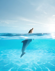 view of nice bottle nose dolphin  swimming in blue crystal water © Dmitry Vavilon 