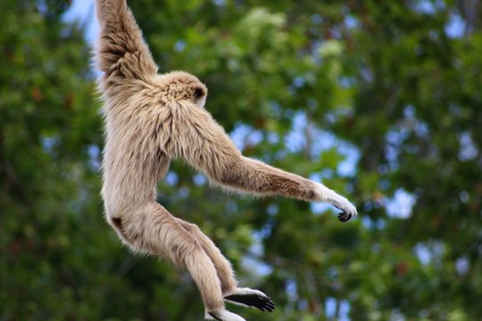 Monkey Jumping Against Trees