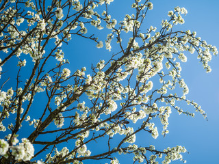 Blossoming plum tree illuminated by the sun in spring