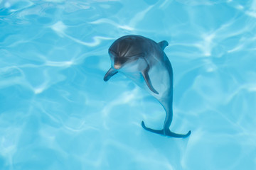 view of nice bottle nose dolphin  swimming in blue crystal water