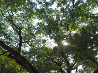 Green leaves shining in the sun on blue sky background.
