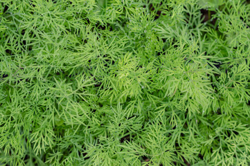 Organic dill grown on the farm. Harvest green branches of dill. Dill grows in open ground. Selective focus. Organic farming concept