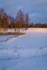 Winter morning, fields covered with snow, sunlit birch grove and forest in the distance