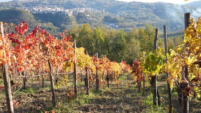 a beautiful vineyard of Aglianico of Taurasi wine in autumn, an excellent Italian red wine DOCG, Avellino, Benevento, Campania, Italy, Europe