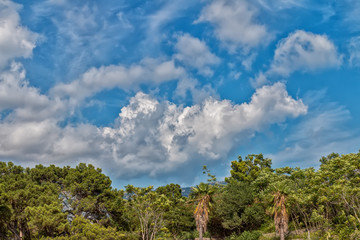 Dramatic sky over the rainforest