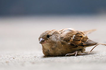 Little sparrow get injured at its leg and lying on the concrete floor