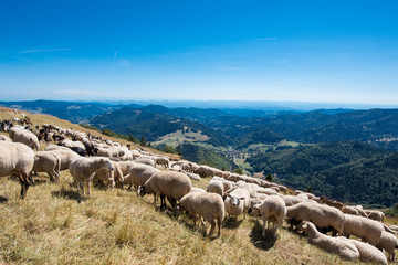 Fototapeta premium Schafherde am Belchen im Schwarzwald / Deutschland