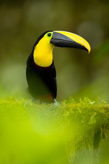 Fototapeta premium Choco toucan (Ramphastos brevis) is a near-passerine bird in the family Ramphastidae found in humid lowland and foothill forests on the Pacific slope of Colombia and Ecuador.