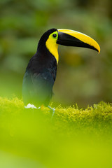 Choco toucan (Ramphastos brevis) is a near-passerine bird in the family Ramphastidae found in humid lowland and foothill forests on the Pacific slope of Colombia and Ecuador.