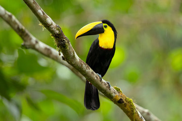 Choco toucan (Ramphastos brevis) is a near-passerine bird in the family Ramphastidae found in humid lowland and foothill forests on the Pacific slope of Colombia and Ecuador.