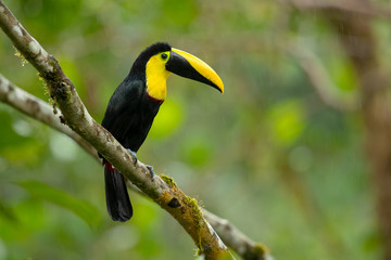 Obraz premium Choco toucan (Ramphastos brevis) is a near-passerine bird in the family Ramphastidae found in humid lowland and foothill forests on the Pacific slope of Colombia and Ecuador.