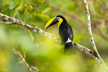 Choco toucan (Ramphastos brevis) is a near-passerine bird in the family Ramphastidae found in humid lowland and foothill forests on the Pacific slope of Colombia and Ecuador.