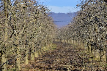 pruned apple orchard trees in winter,shallow dof