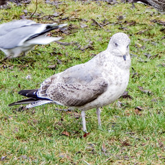 pigeon on grass