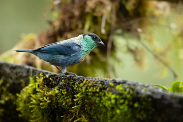 Black-capped tanager (Tangara heinei) or sometimes found under Stilpnia heinei, is one of the many species of Neotropical bird in the family Thraupidae. It lives in mountains of Ecuador and Colombia