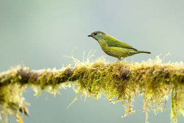 Black-capped tanager (Tangara heinei) or sometimes found under Stilpnia heinei, is one of the many...